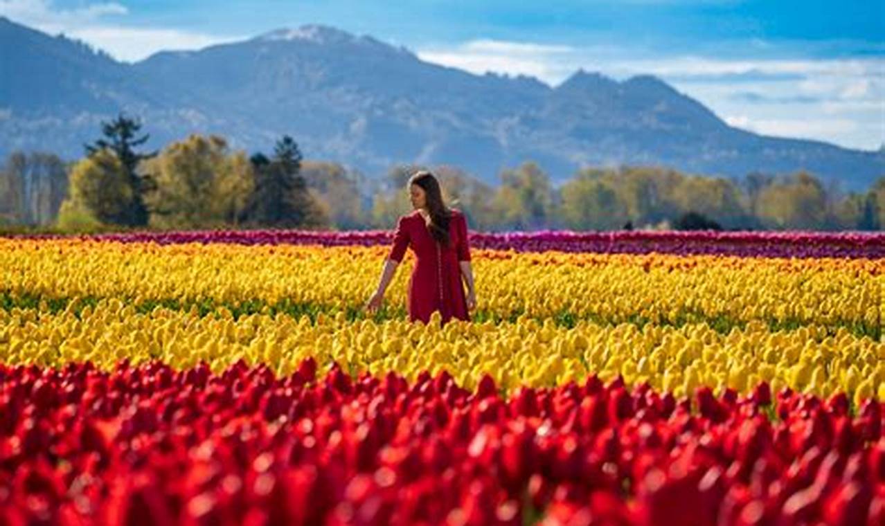 Tulip Festival 2024 Usa