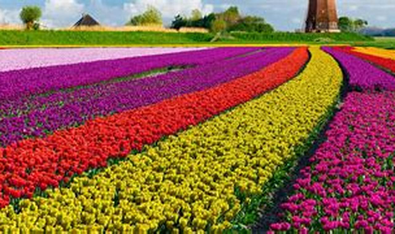 Tulip Festival Amsterdam 2024 Dates