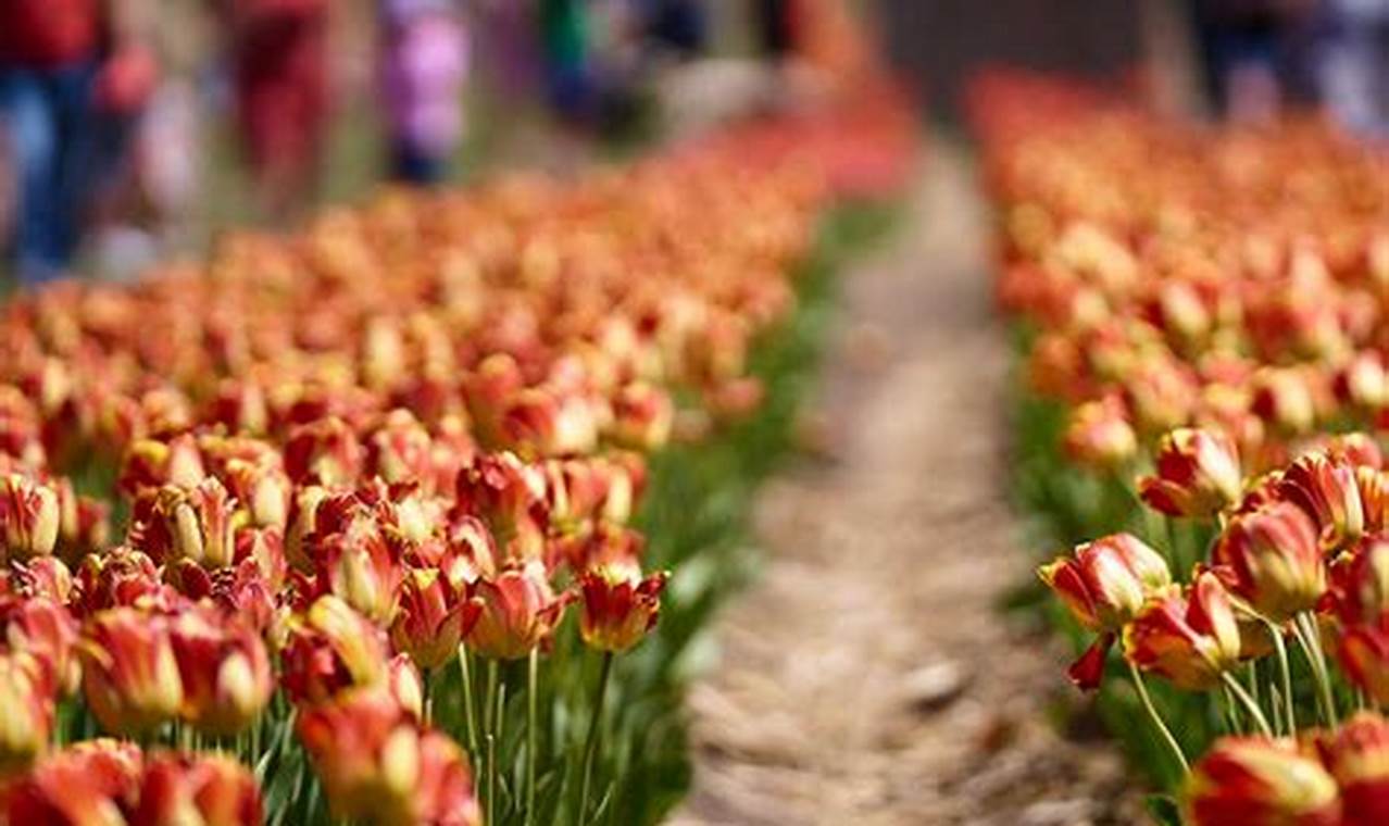 Tulip Festival Illinois 2024 Mn