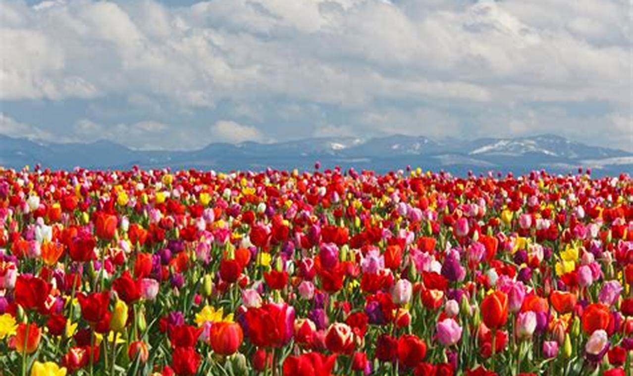Tulip Festival Oregon 2024