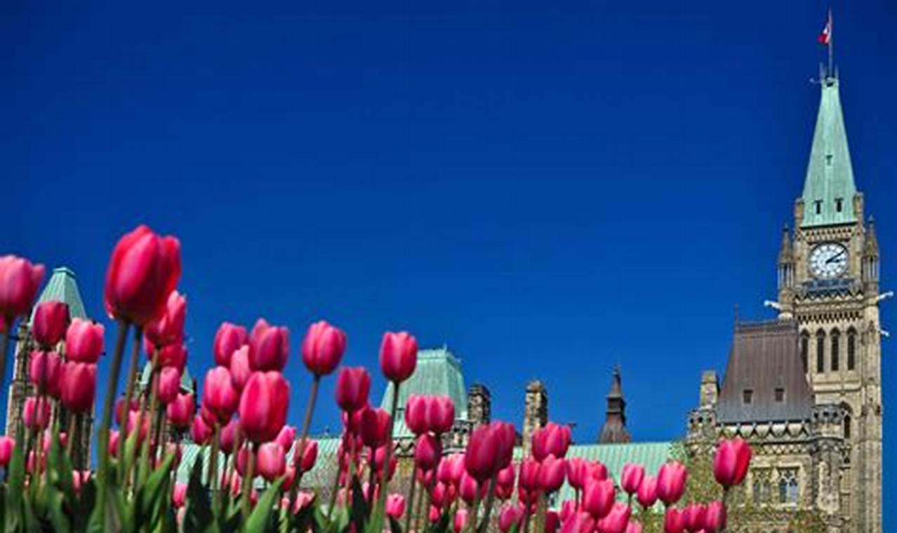 Tulip Festival Ottawa 2024 Dates