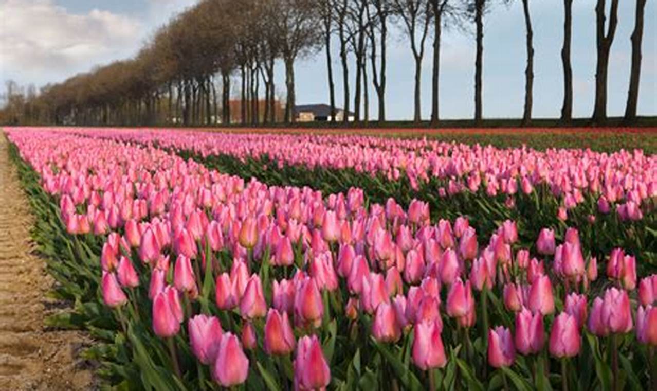 Tulip Fields Amsterdam 2024