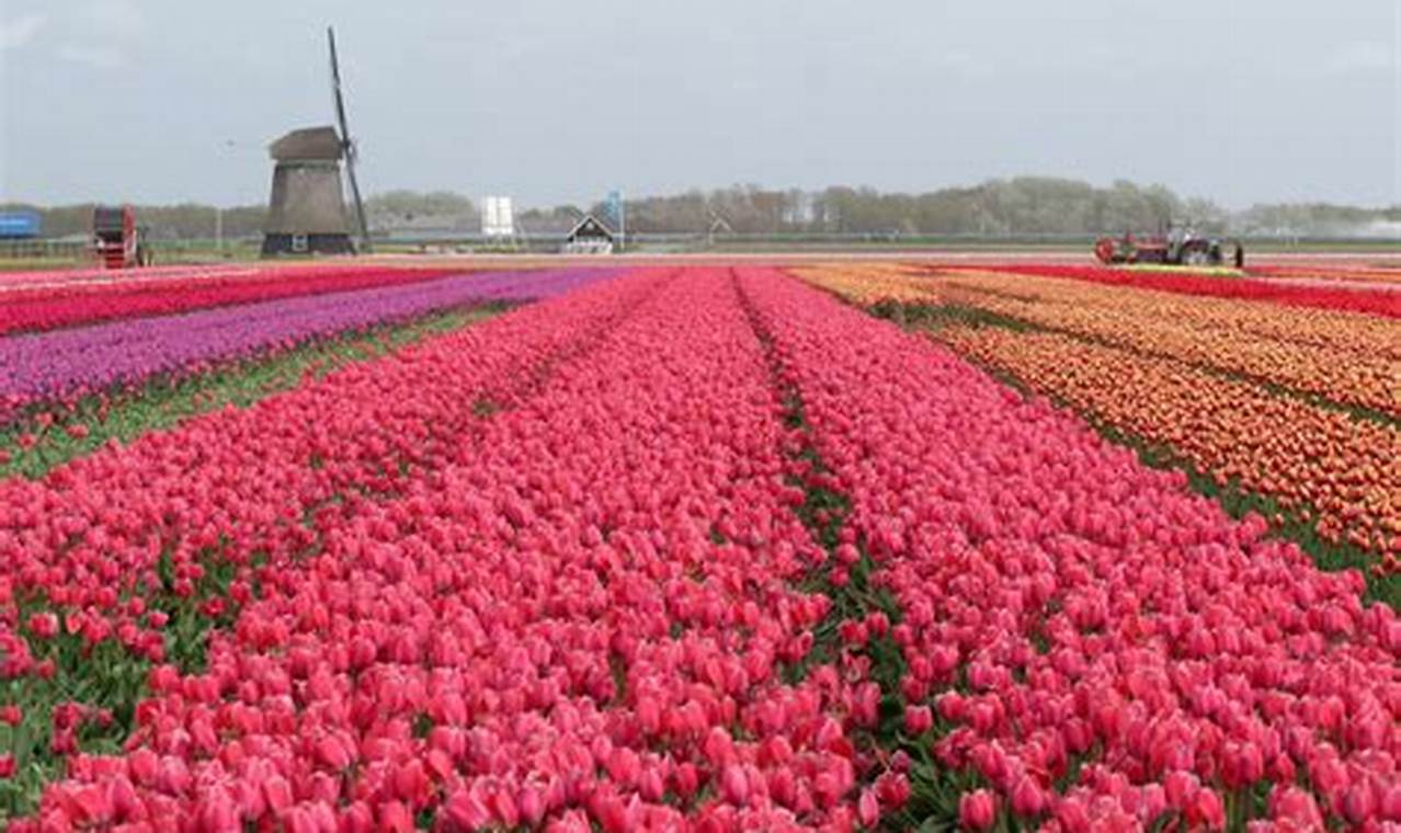 Tulip Season Netherlands 2024