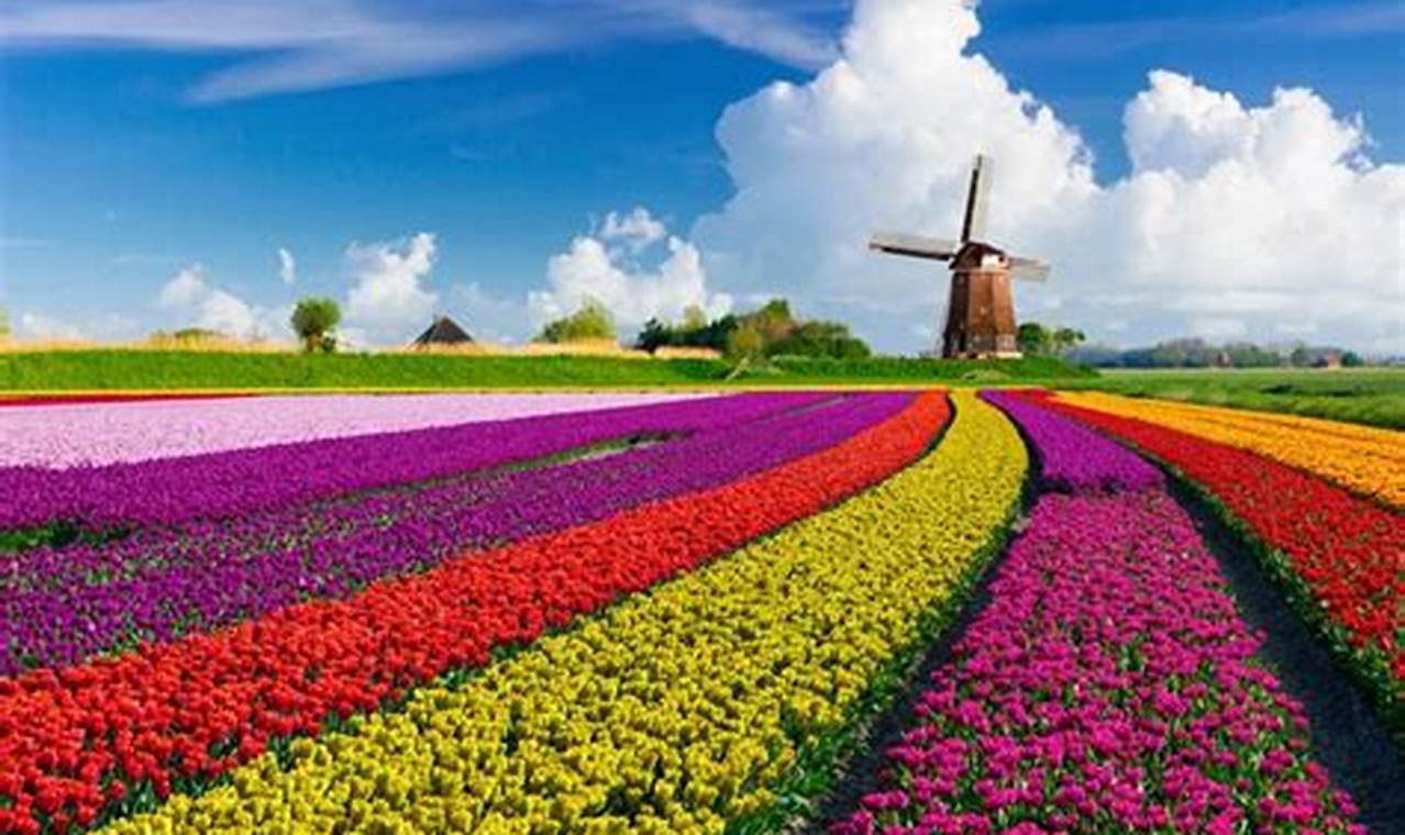 Tulip Show In Amsterdam 2024