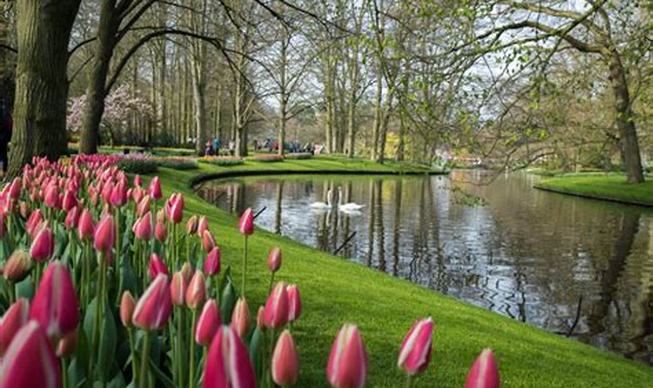 Tulip Time In Amsterdam 2024