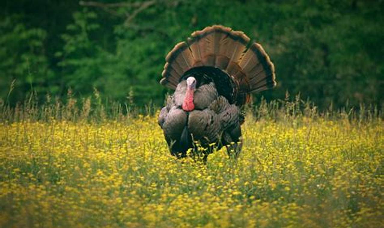 Turkey Season 2024 Wv