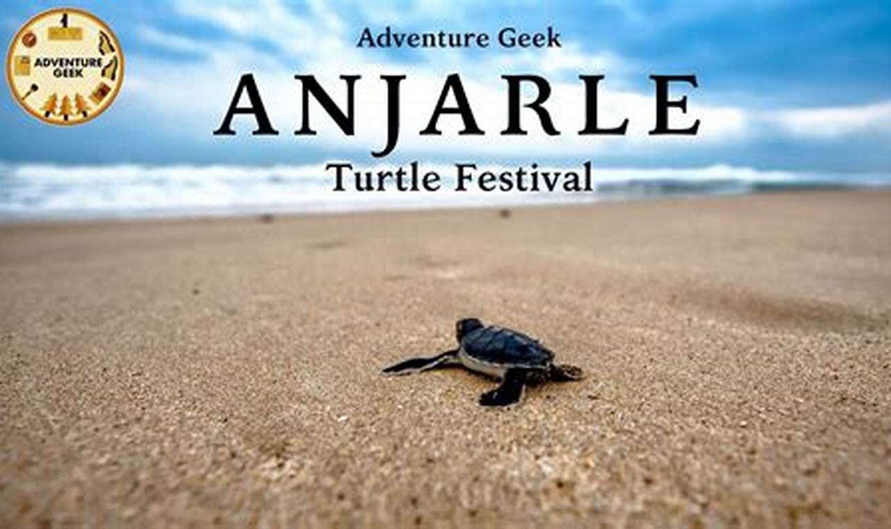 Turtle Festival 2024