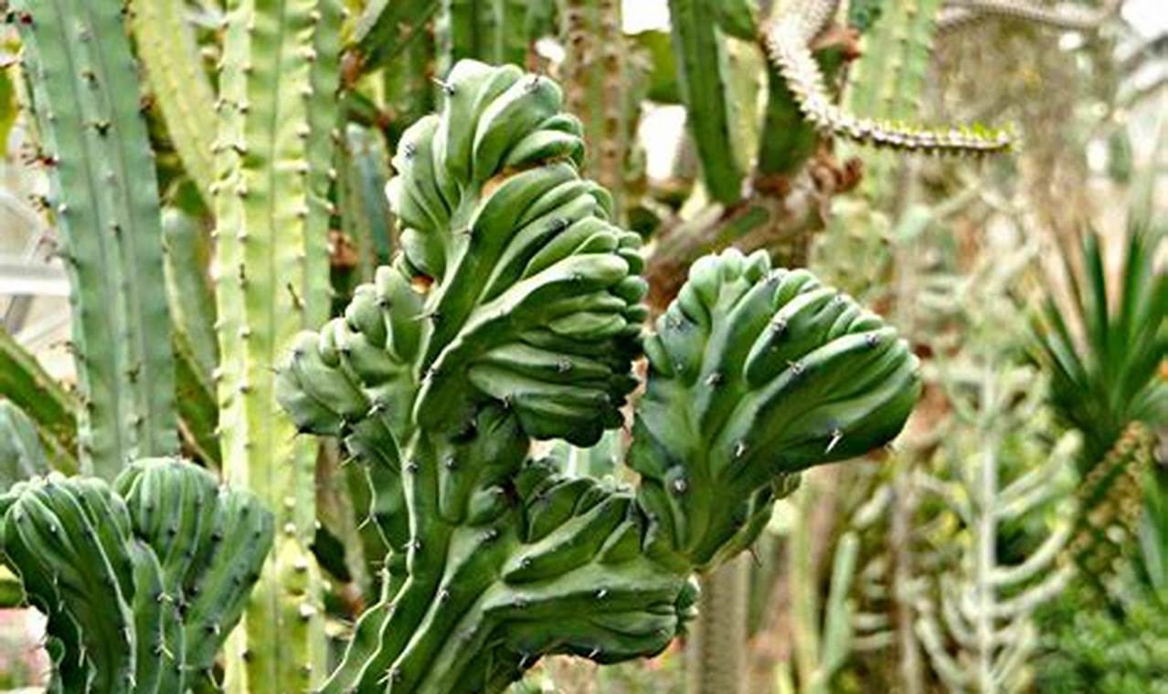 Types Of Cactus Plants