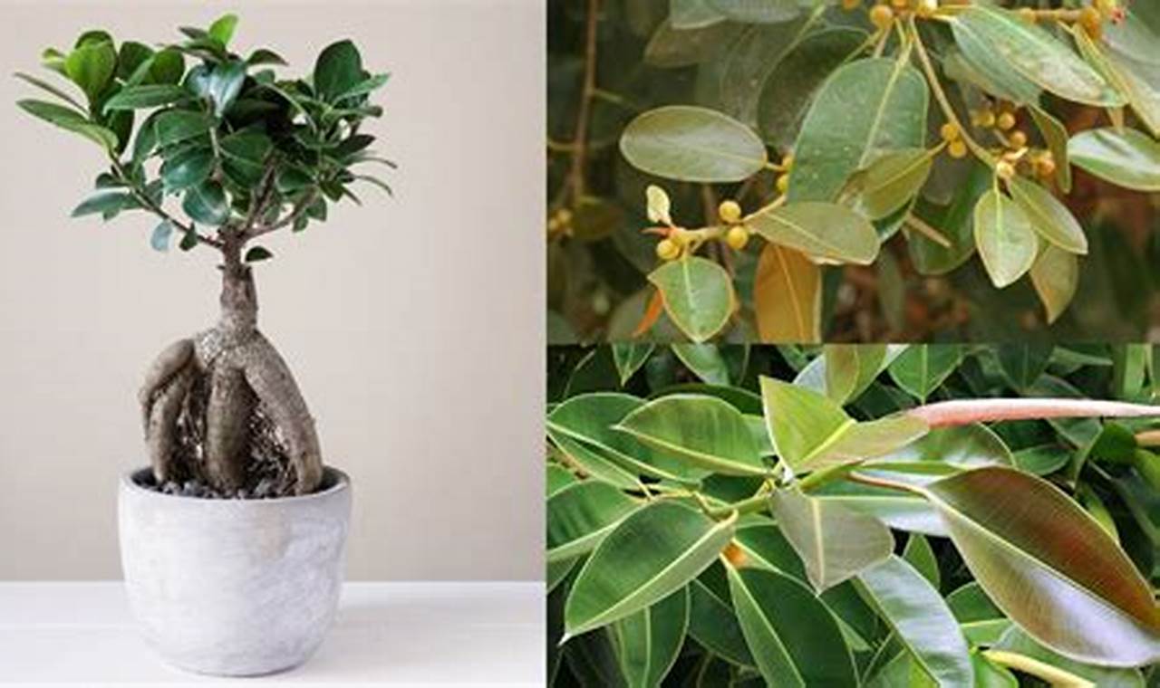 Types Of Ficus Plants