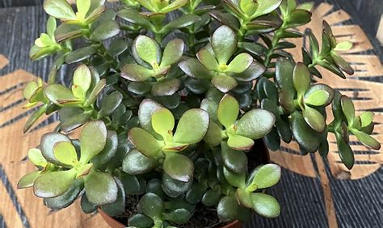 Types Of Jade Plants