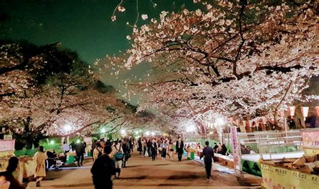 Ueno Park Cherry Blossoms 2024