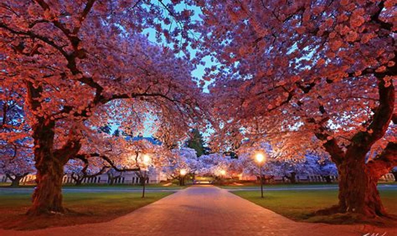 University Of Washington Cherry Blossoms 2024