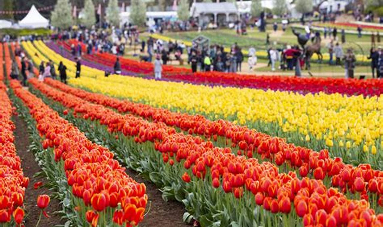 Vancouver Tulip Festival 2024