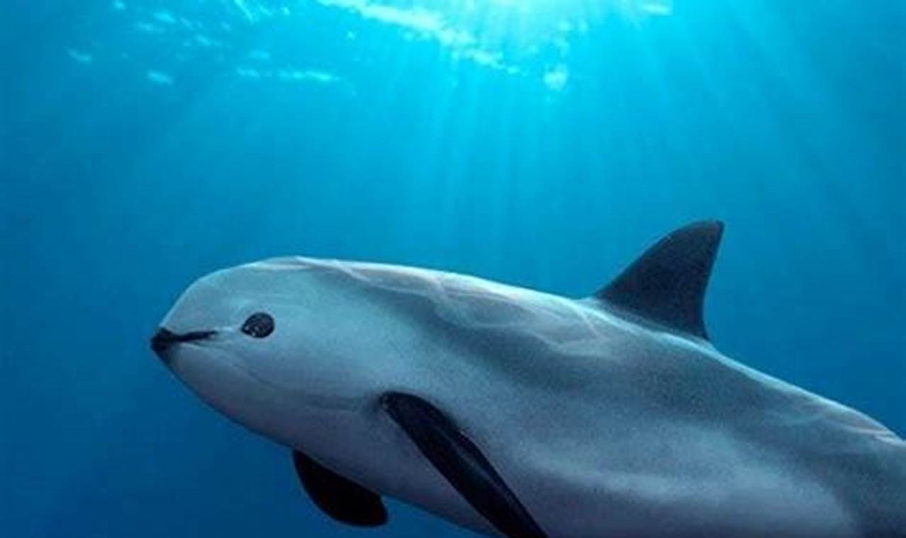 Vaquita Population 2024