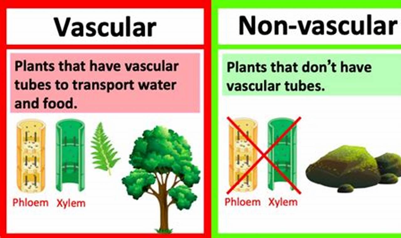 Vascular Vs Nonvascular Plants