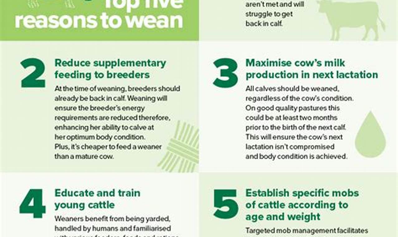 Weaning Dates For Calves 2024