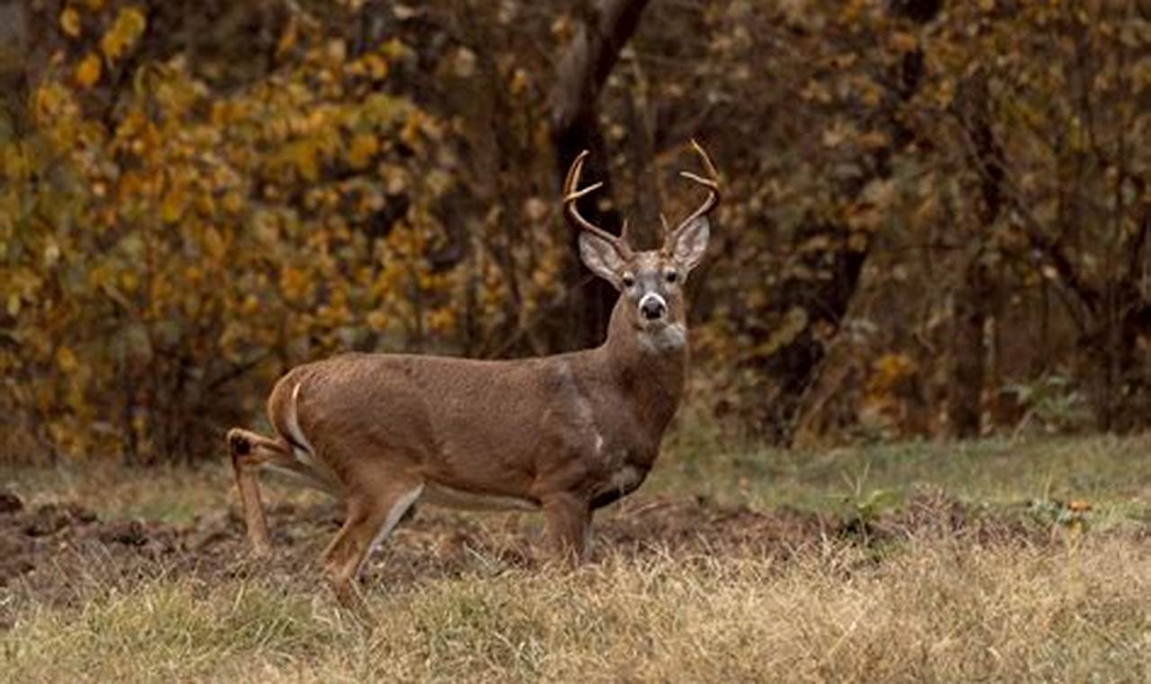 West Virginia Deer Season 2024