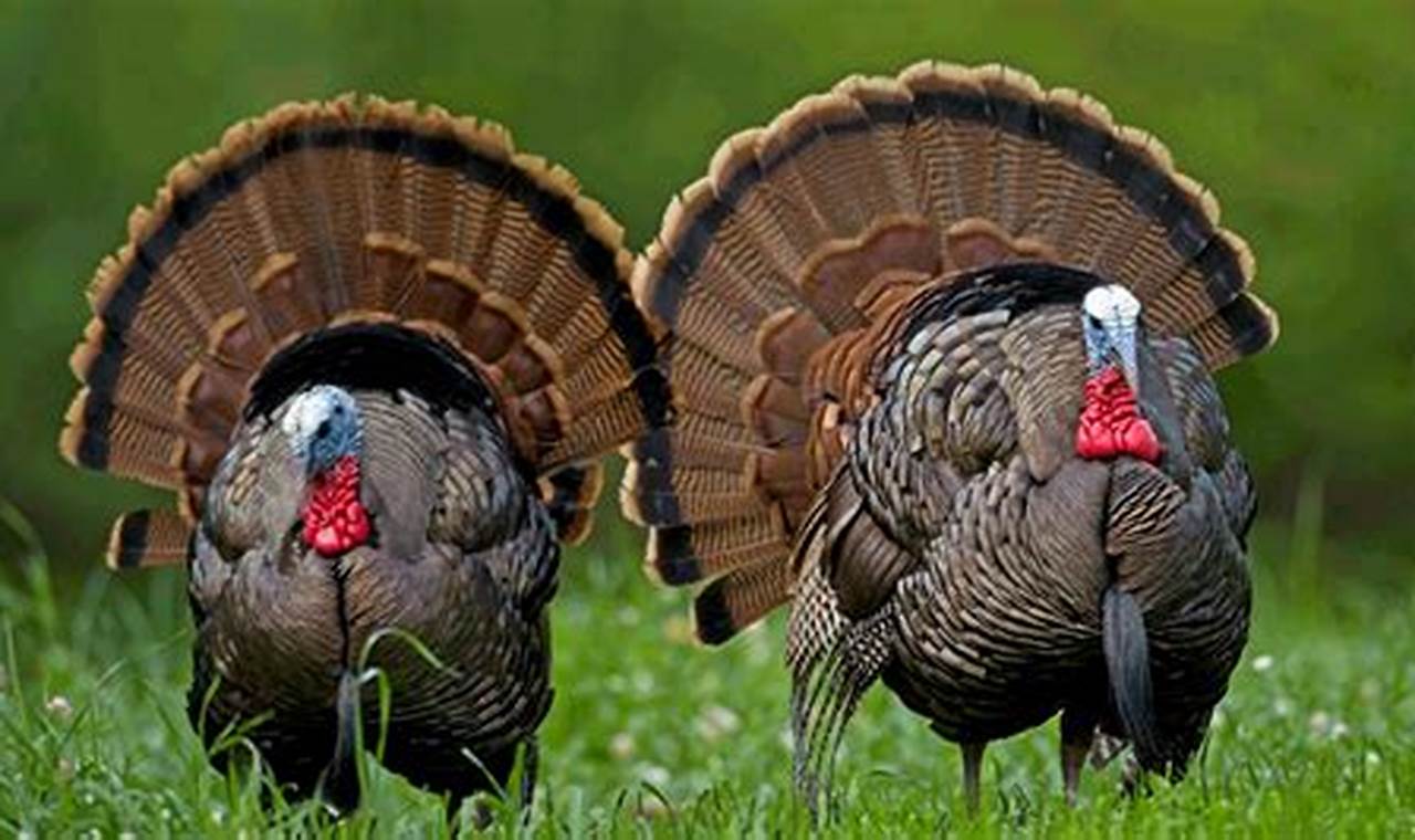 West Virginia Spring Turkey Season 2024