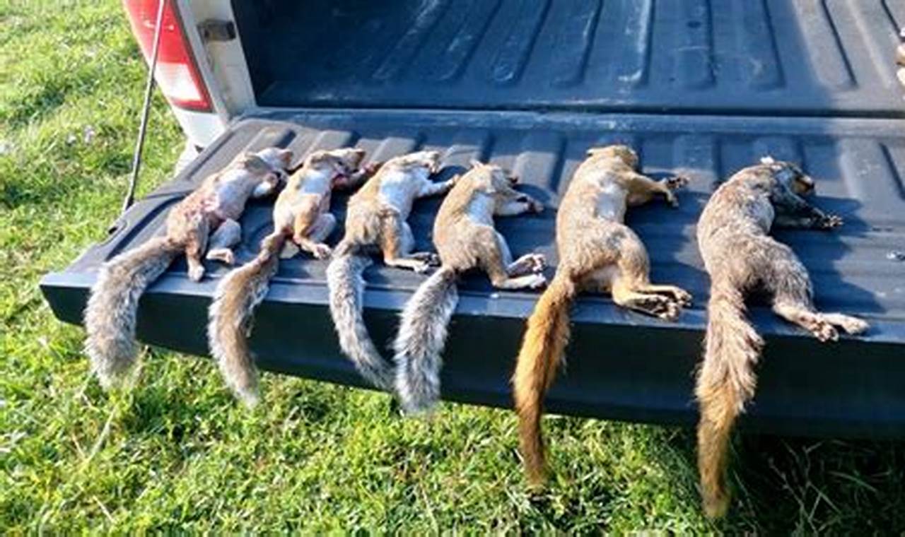 West Virginia Squirrel Season 2024