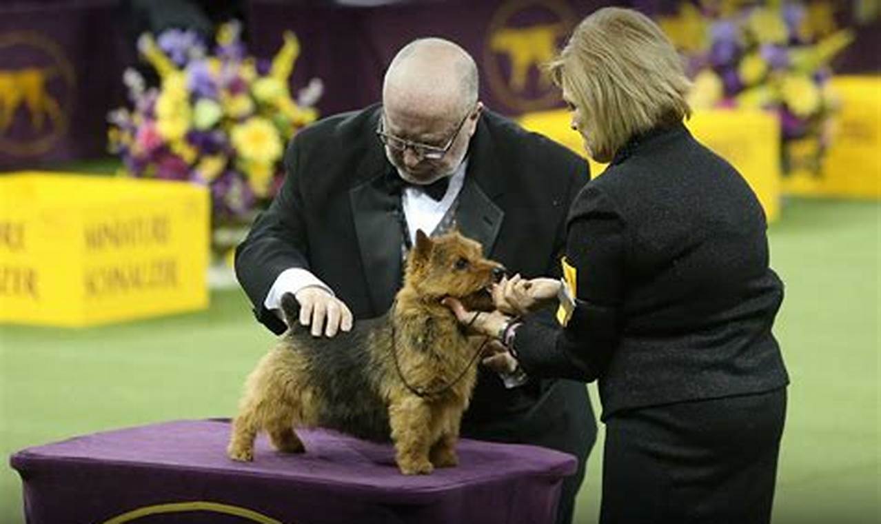 Westminster Dog Show 2024 Televised Football