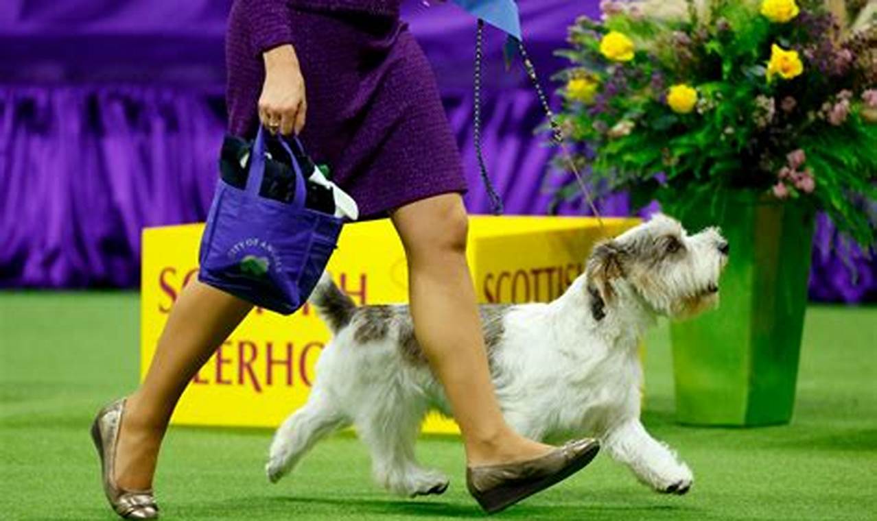 Westminster Dog Show 2024 Winner