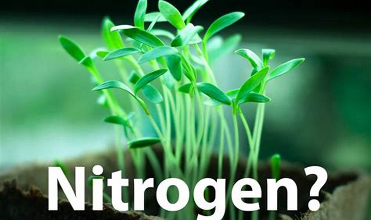 What Does Nitrogen Do For Plants