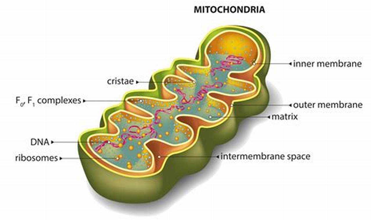 What Does The Mitochondria Do In A Plant Cell