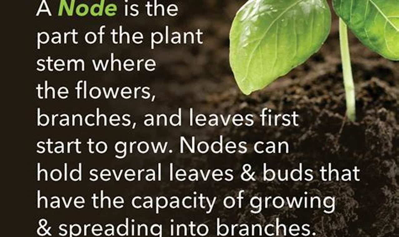 What Is A Node On A Plant
