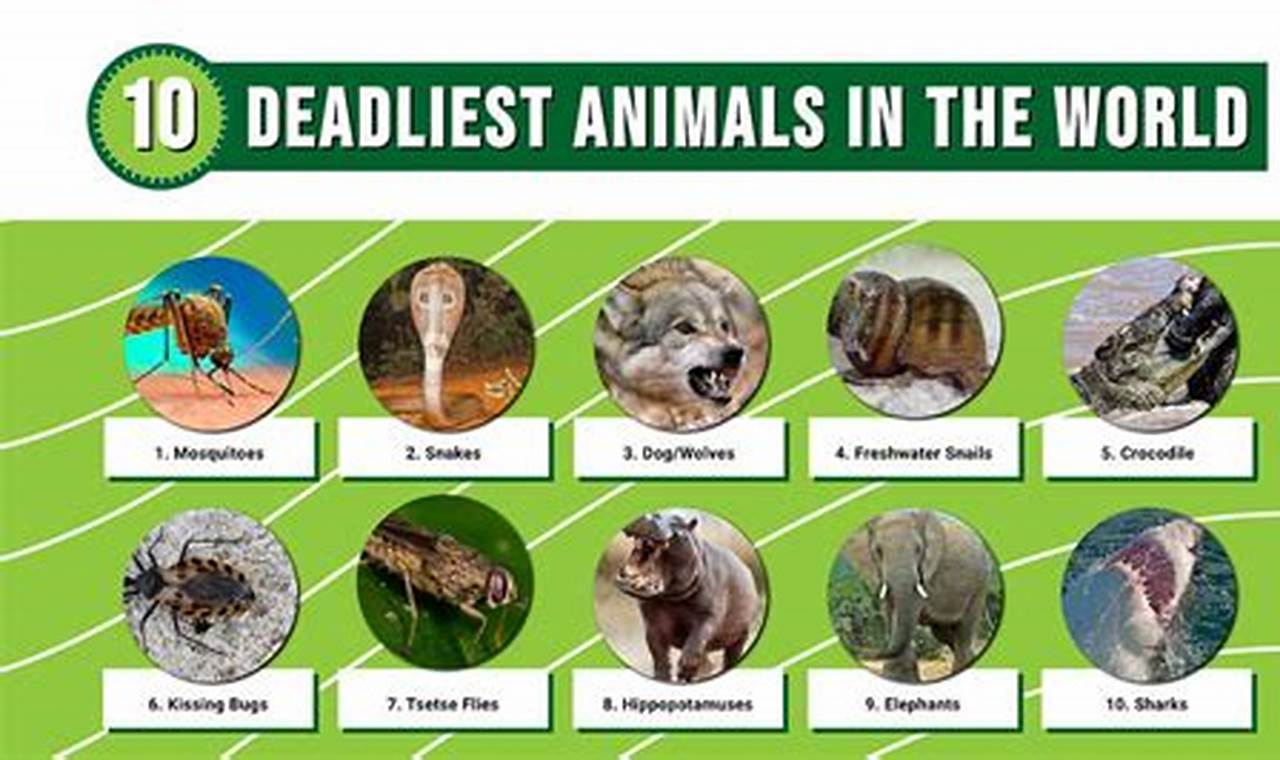 What Is The Most Dangerous Animal In The World 2024