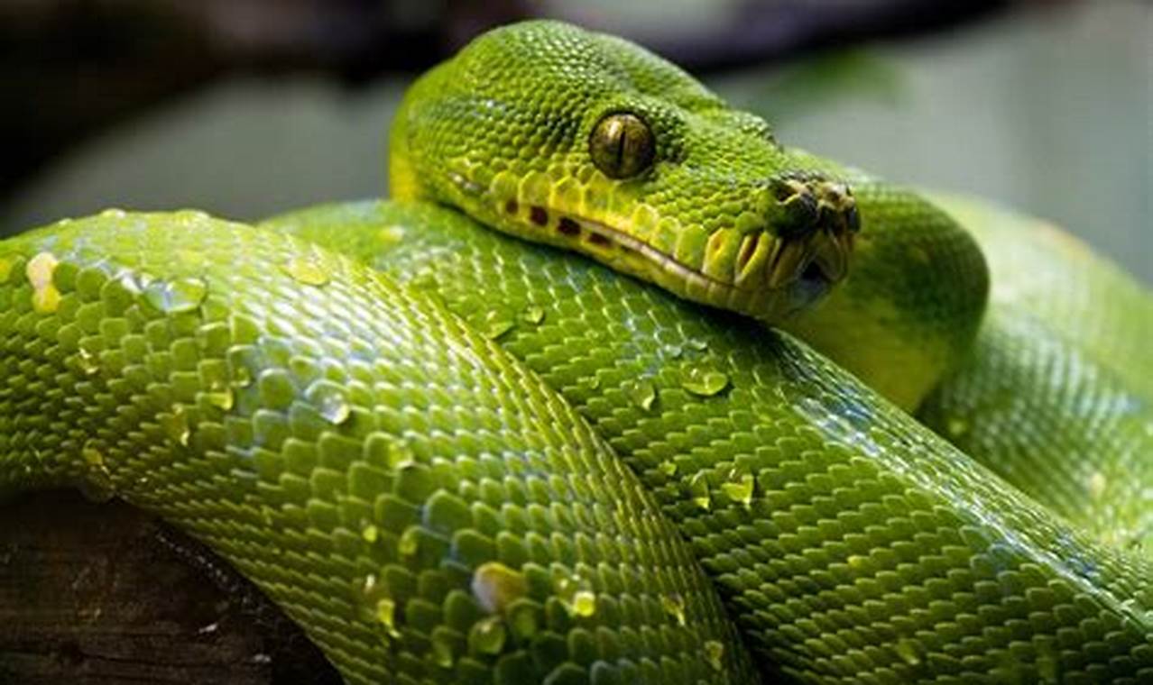 What Snakes Live In The Tropical Rainforest