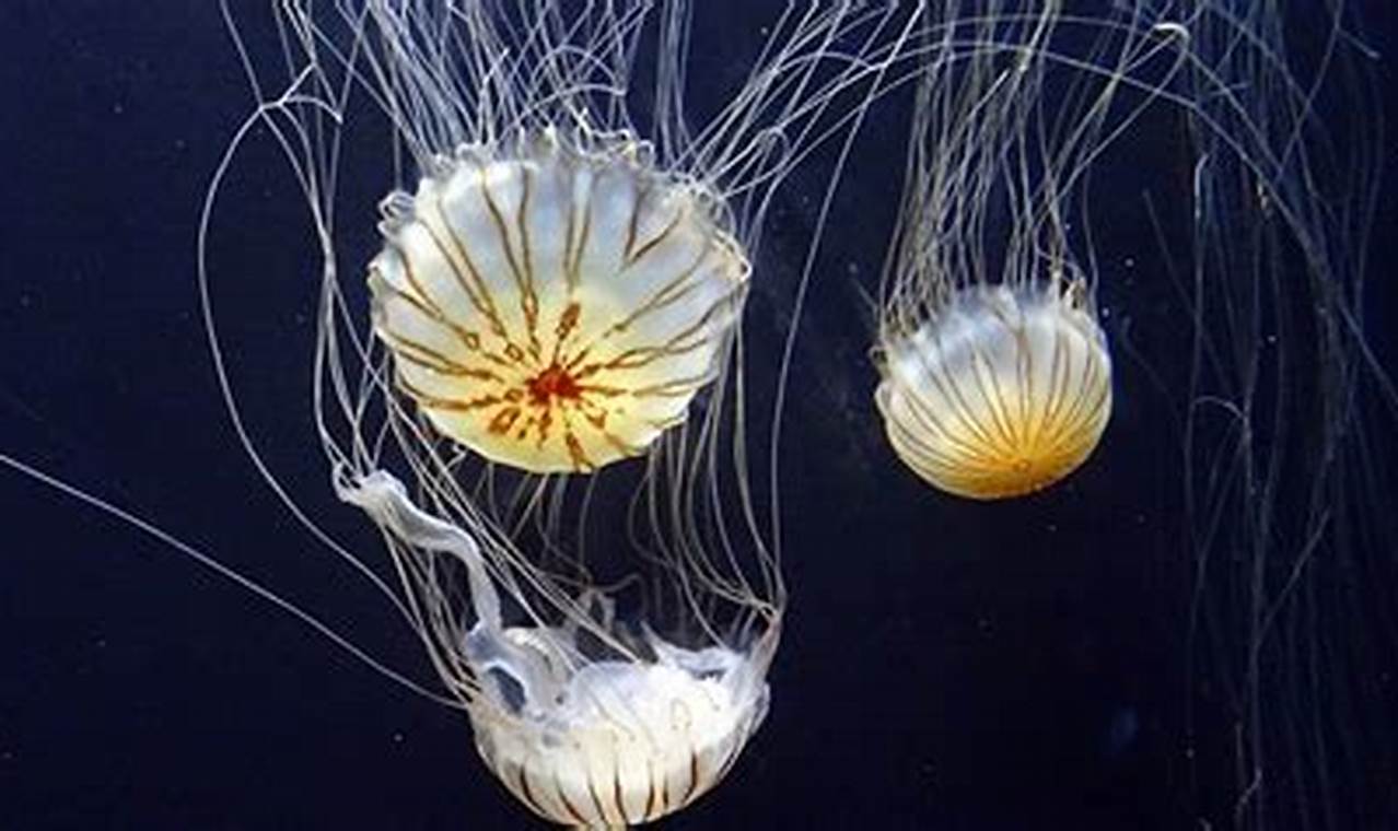 When Is Jellyfish Season In Texas 2024