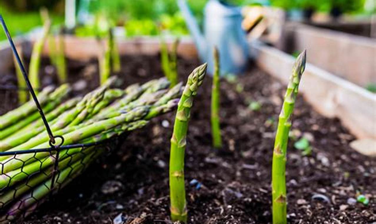 When To Plant Asparagus
