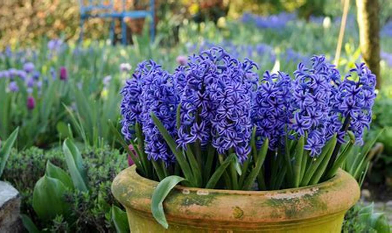 When To Plant Hyacinth Bulbs