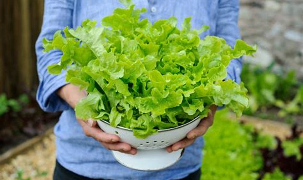 When To Plant Lettuce
