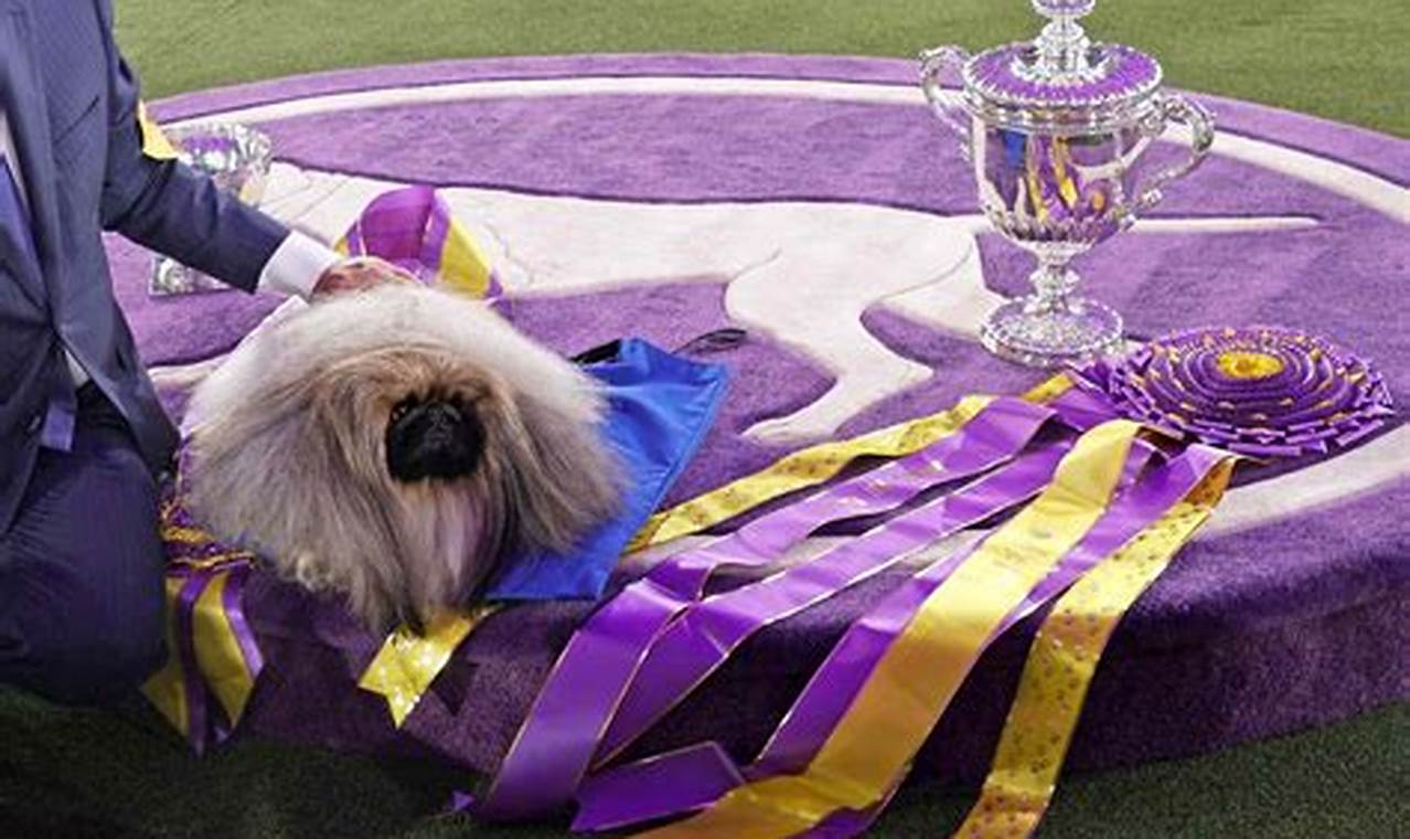 Where Can I Watch The Westminster Dog Show 2024
