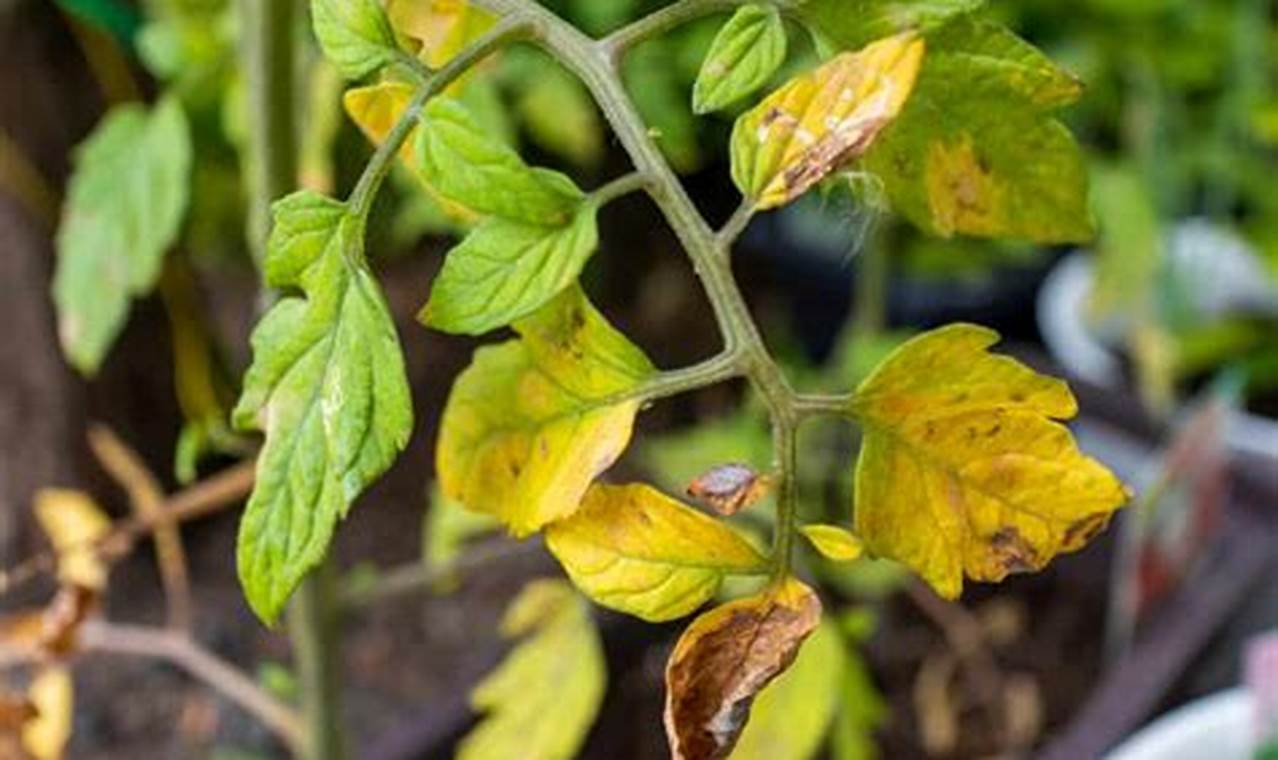 Why Are My Tomato Plants Turning Yellow