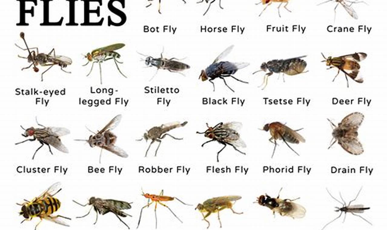 Why Are There So Many Flies This Year 2024