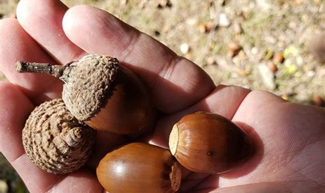 Why So Many Acorns This Year 2024