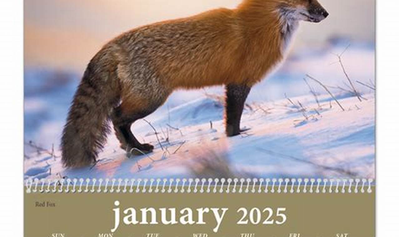 Wildlife Wall Calendar 2024