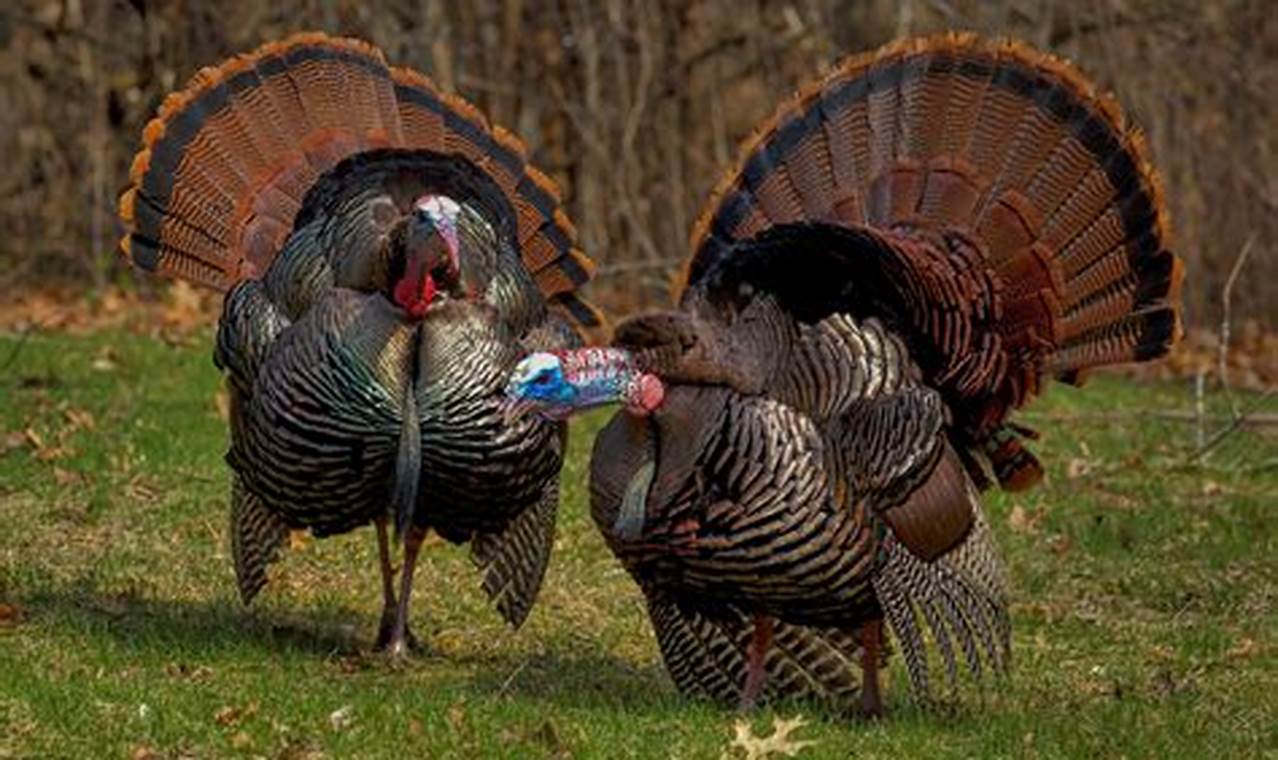 Wisconsin Spring Turkey Season 2024