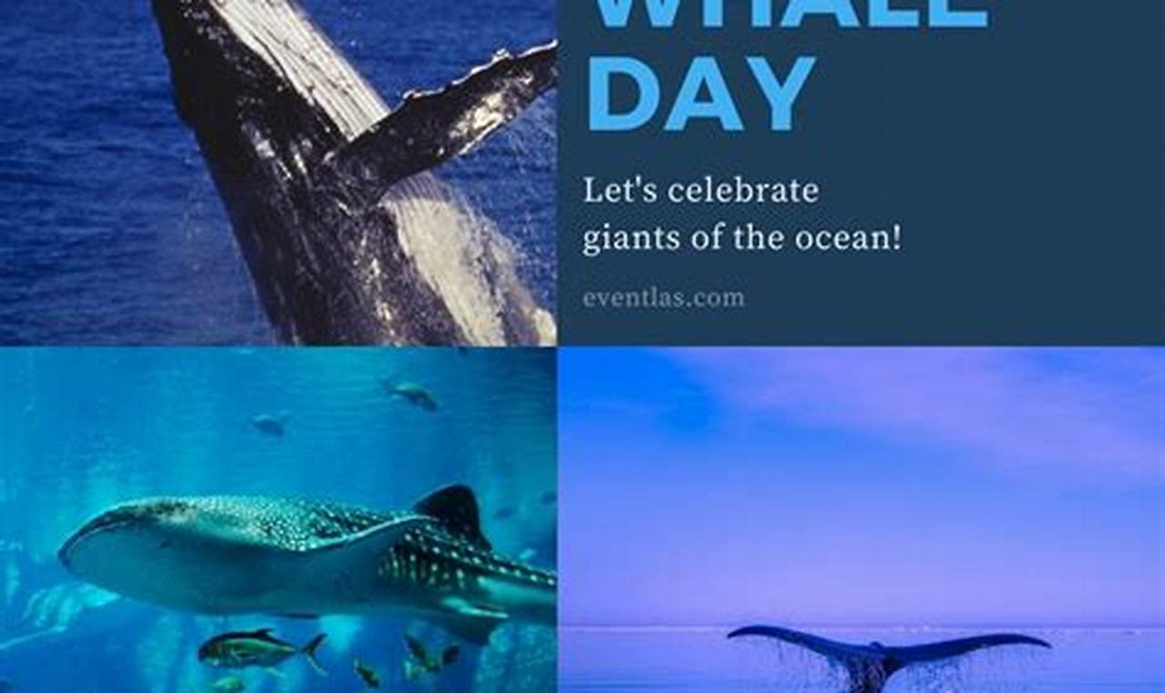 World Whale Day 2024 Pictures Free