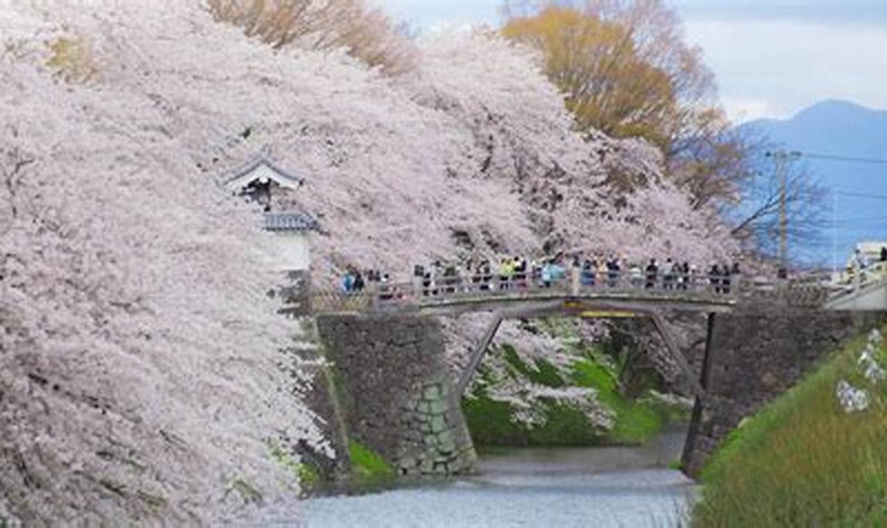 Yamagata Cherry Blossom 2024