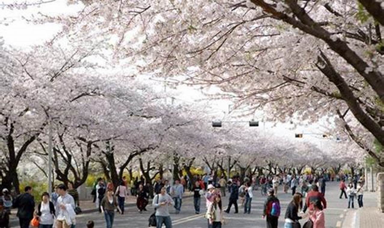Yeouido Spring Flower Festival 2024