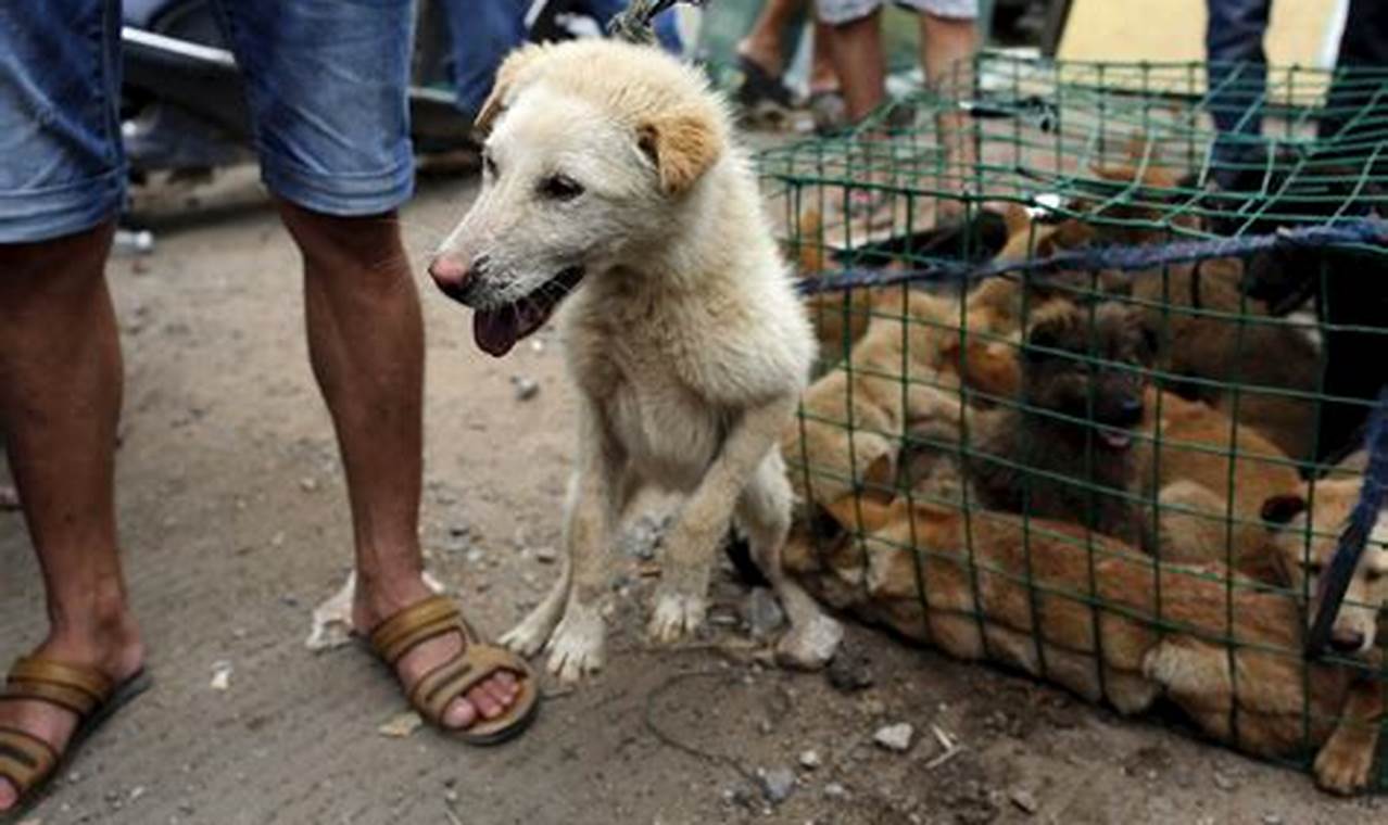 Yulin Dog Meat Festival Rescue