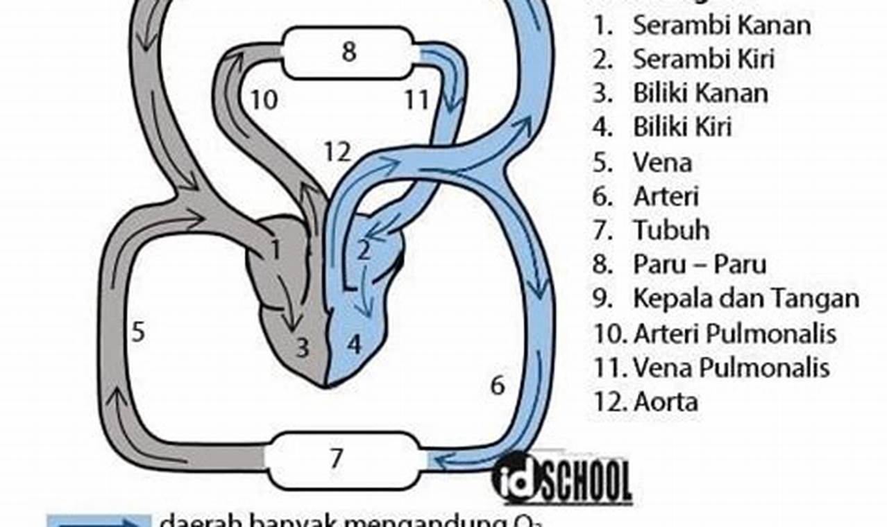 Panduan Lengkap Memahami Alur Peredaran Darah Kecil