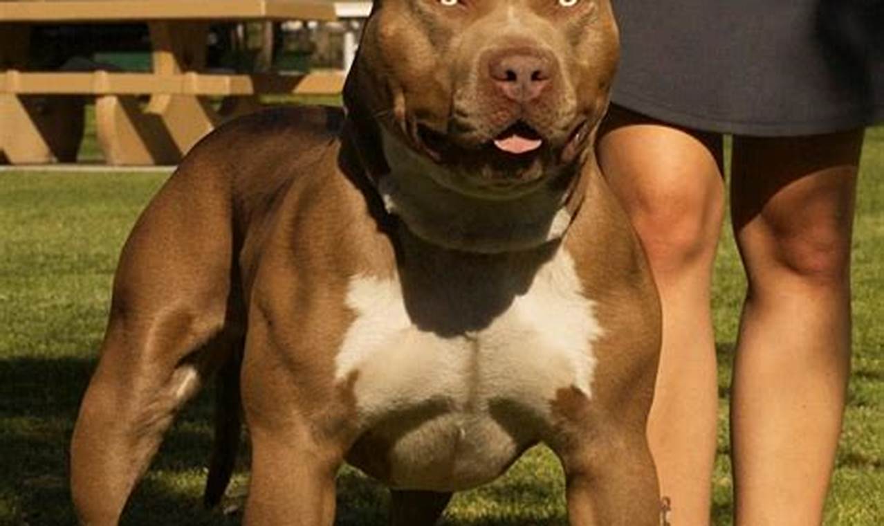 Unleash the Secrets of American Bully Classics: Discoveries for Dog Enthusiasts