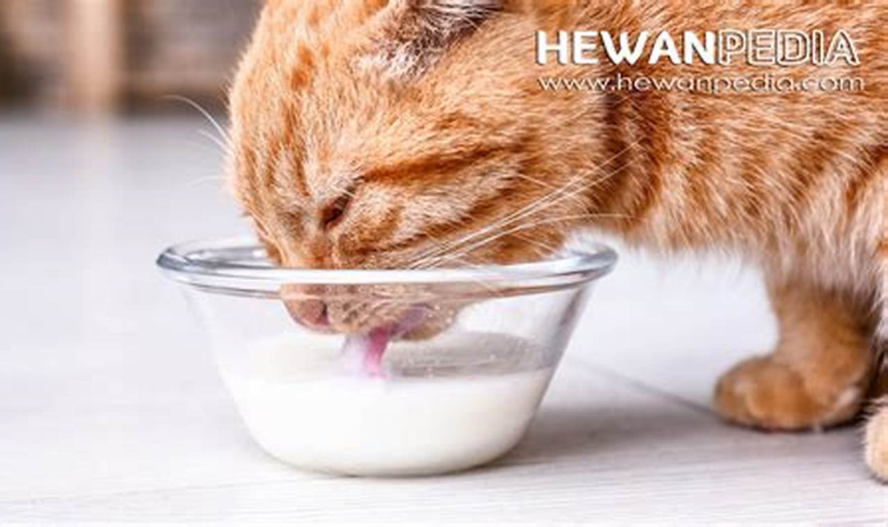 Rahasia Air Putih untuk Kesehatan Anak Kucing yang Luar Biasa