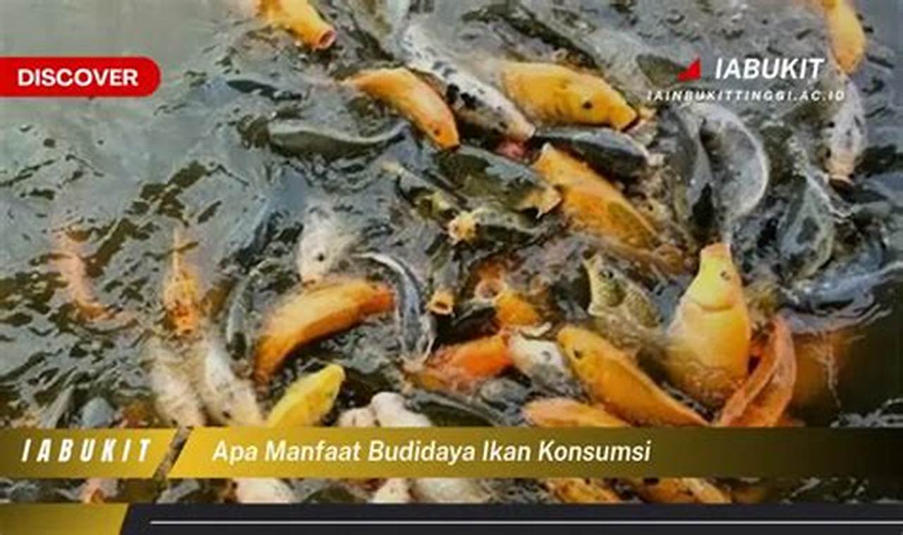 Temukan Manfaat Budidaya Ikan Konsumsi yang Jarang Diketahui