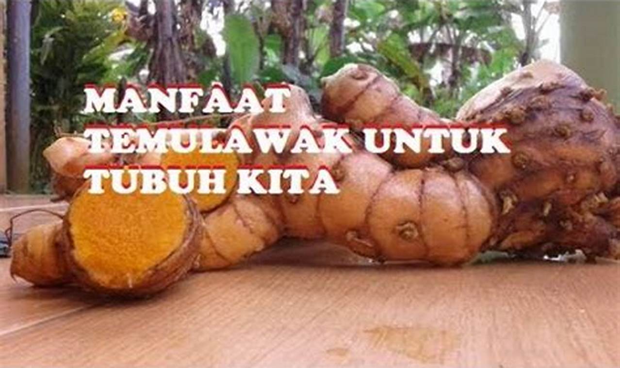 Temukan 10 Manfaat Temulawak yang Jarang Diketahui