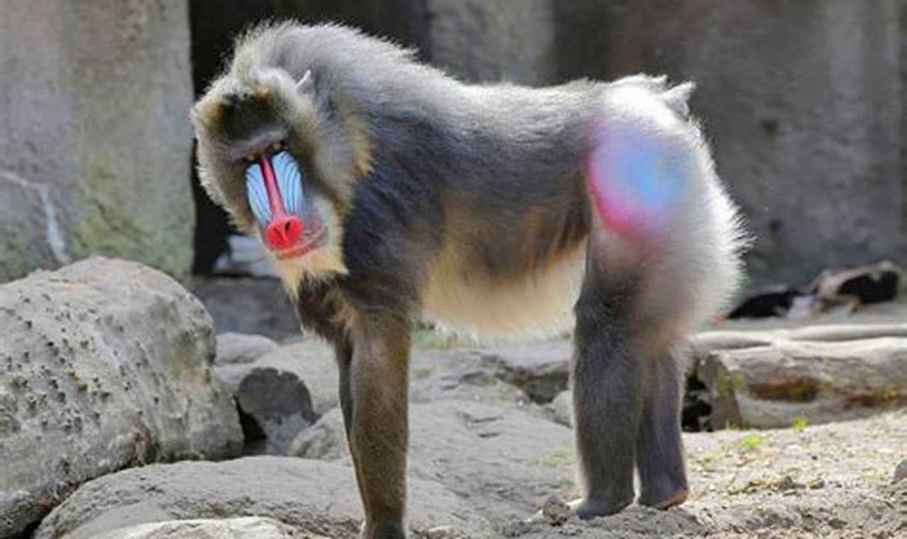 Unveiling the Truth: The Surprising Dangers of Mandrills